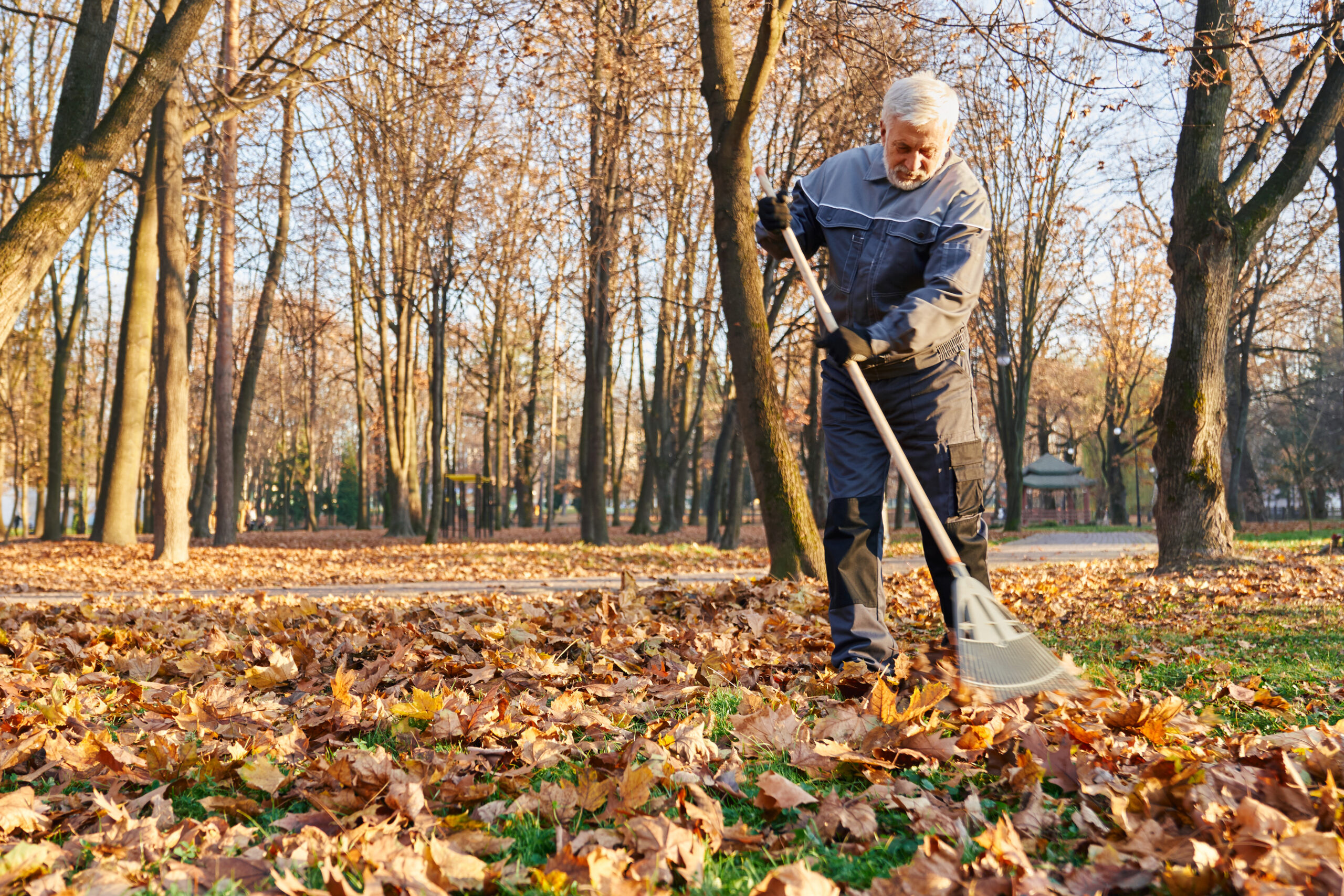 Municipal worker in age using fan rake to gather fallen leaves. Municipal male worker in age using fan rake to gather fallen leaves in autumn. Low angle view of gray haired man in workwear raking leaves, cleaning park alleys at sunny day. Concept of seasonal work.